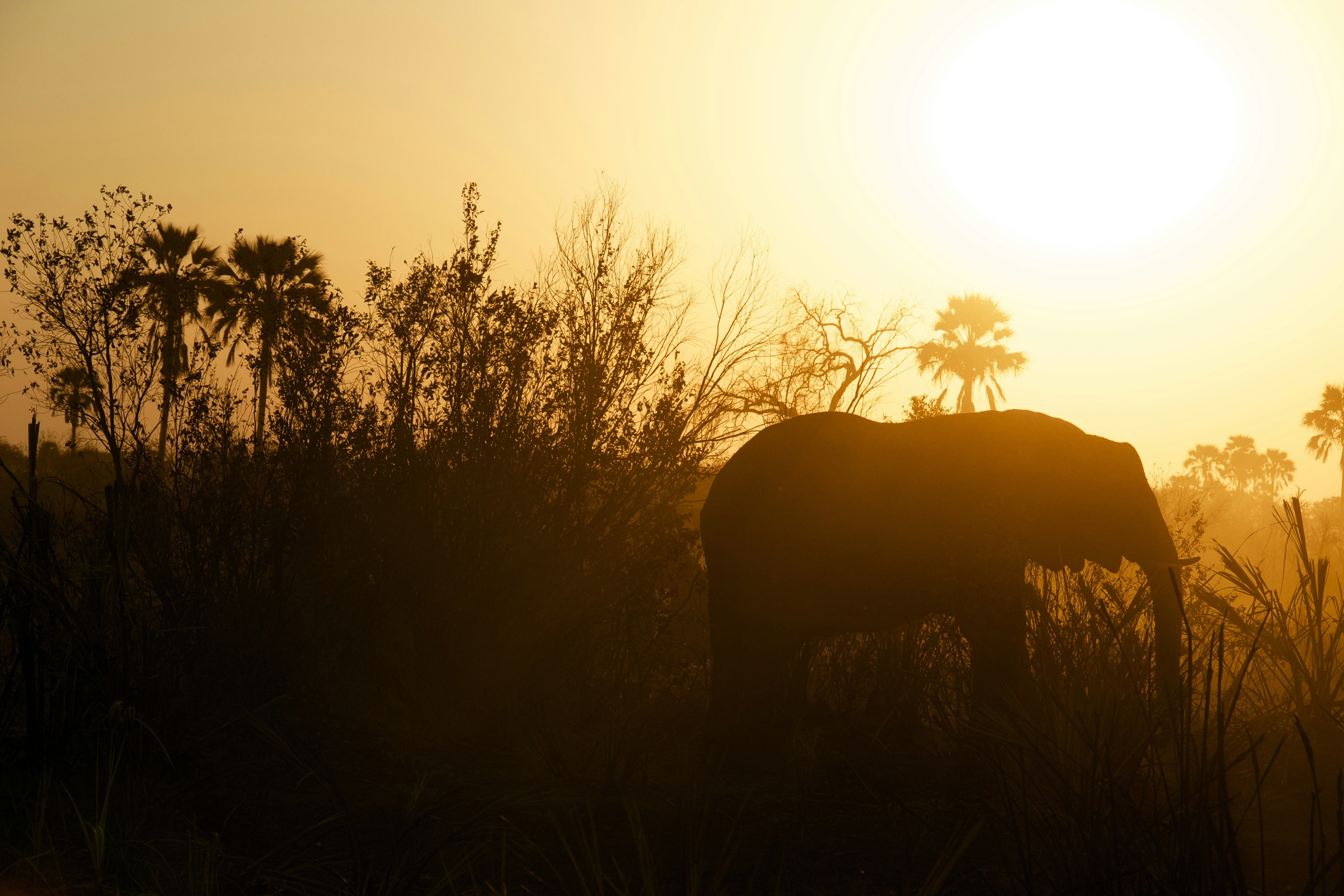 Elephant in Tarangire